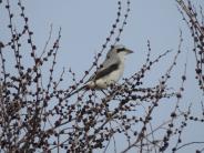 Northern Shrike