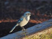 California Scrub-Jay