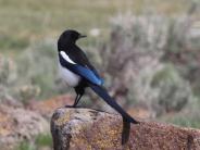 Black-billed Magpie