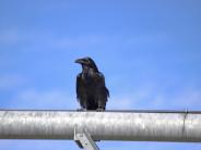 Common Raven