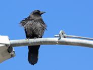 American Crow