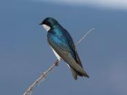 Tree Swallow