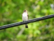 Northern Rough-winged Swallow