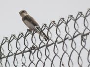 Bank Swallow