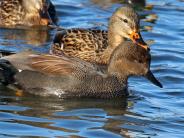 Gadwall