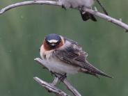 Cliff Swallow