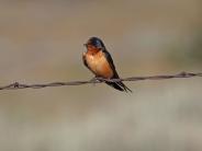 Barn Swallow