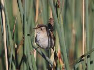 Marsh Wren