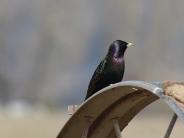 European Starling