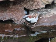 House Sparrow