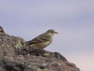 American Pipit