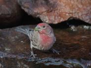 House Finch