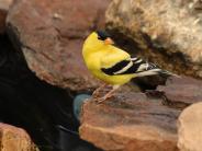 American Goldfinch