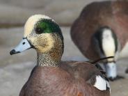 American Wigeon