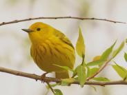 Yellow Warbler