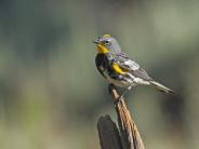 Yellow-rumped Warbler