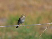 Savannah Sparrow