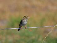 Savannah Sparrow