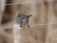 Song Sparrow