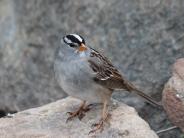 White-crowned Sparrow