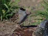 Golden-crowned Sparrow