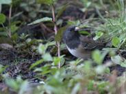 Dark-eyed Junco