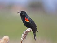 Red-winged Blackbird