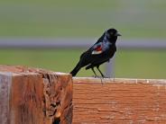 Tricolored Blackbird