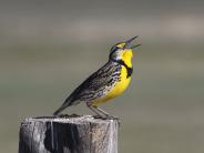 Western Meadowlark