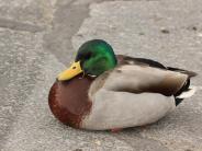 Mallard