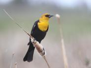 Yellow-headed Blackbird