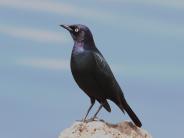 Brewer's Blackbird