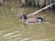 Blue-winged Teal