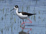 Black-necked Stilt