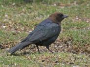 Brown-headed Cowbird