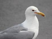 California Gull