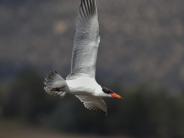 Caspian Tern