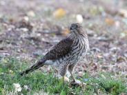 Cooper's Hawk