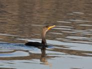 Double-crested Cormorant