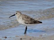 Dunlin