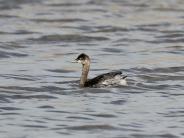 Eared Grebe