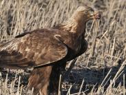 Golden Eagle