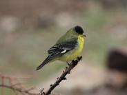 Lesser Goldfinch