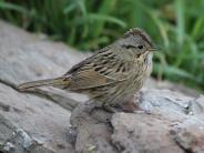 Lincoln's Sparrow