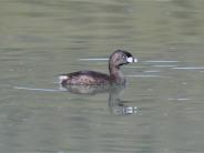 Pied-billed Grebe