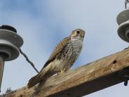 Prairie Falcon