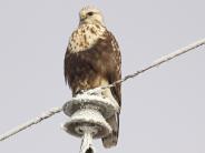 Rough-legged Hawk