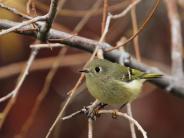 Rudy-crowned Kinglet