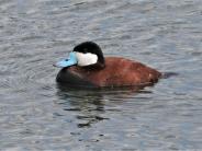 Ruddy Duck