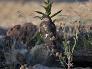 Sharp-shinned Hawk